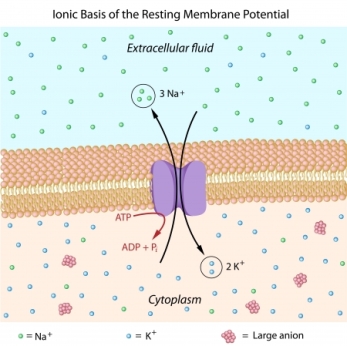 12772770 - ionic basis of resting membrane potential
